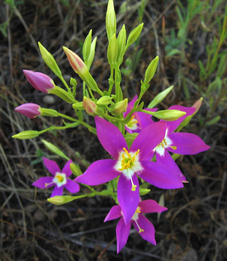 Detailed Picture 4 of Zeltnera venusta