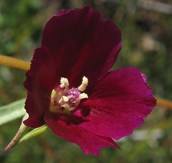 Detailed Picture 3 of Clarkia purpurea ssp. quadrivulnera