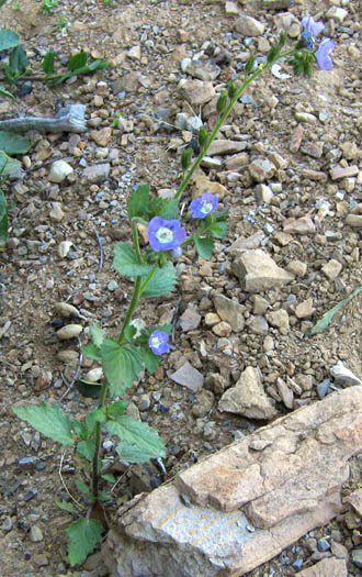 Detailed Picture 6 of Phacelia viscida