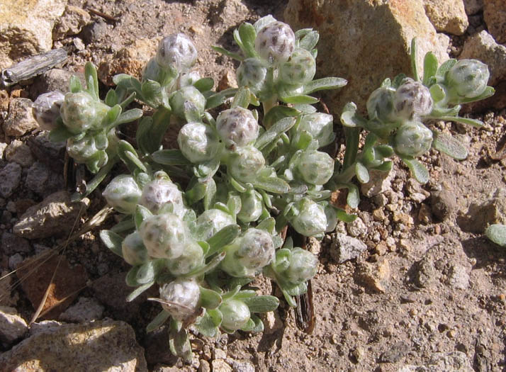 Detailed Picture 3 of Stylocline gnaphaloides