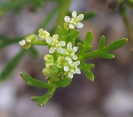 Detailed Picture 3 of Apiastrum angustifolium