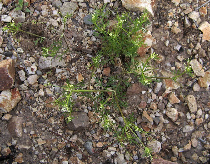 Detailed Picture 6 of Apiastrum angustifolium