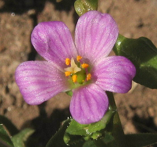 Detailed Picture 1 of Calandrinia breweri