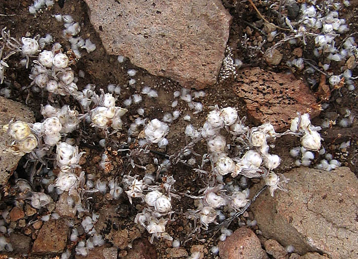 Detailed Picture 6 of Stylocline gnaphaloides