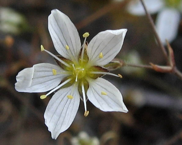 Detailed Picture 1 of Sabulina douglasii