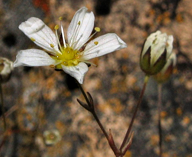 Detailed Picture 2 of Sabulina douglasii