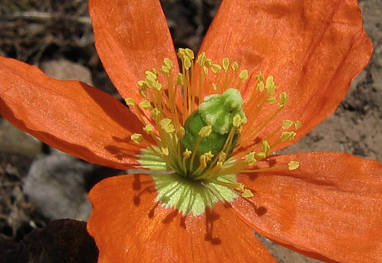 Detailed Picture 2 of Papaver californicum