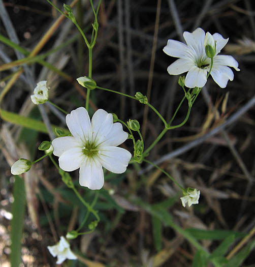 Detailed Picture 3 of Gypsophila elegans