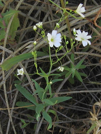 Detailed Picture 4 of Gypsophila elegans