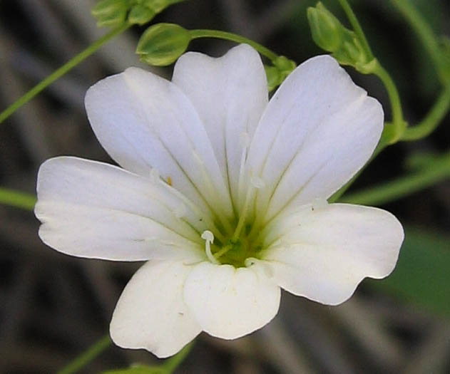 Detailed Picture 2 of Gypsophila elegans