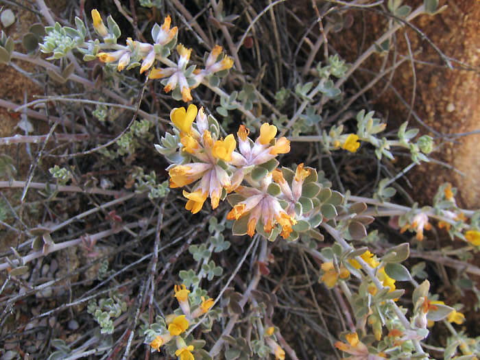 Detailed Picture 3 of Acmispon argophyllus var. argophyllus