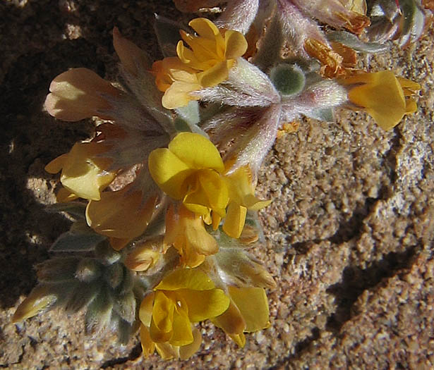 Detailed Picture 1 of Acmispon argophyllus var. argophyllus