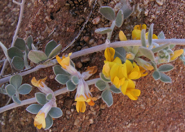 Detailed Picture 2 of Acmispon argophyllus var. argophyllus