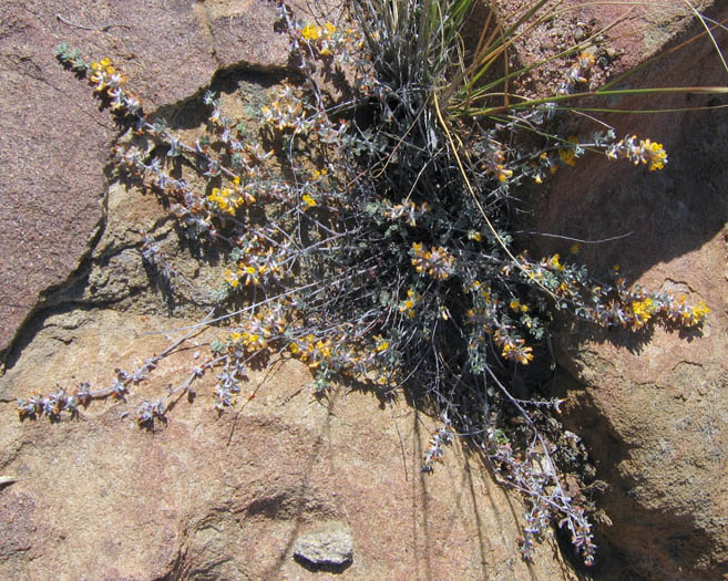 Detailed Picture 4 of Acmispon argophyllus var. argophyllus