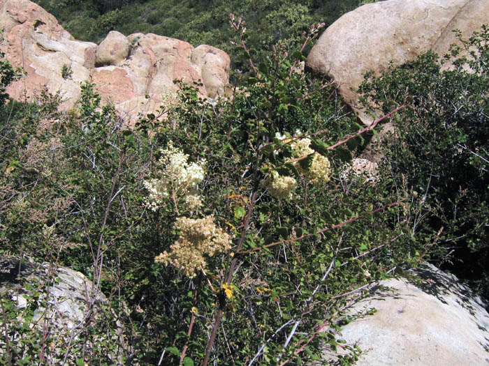 Detailed Picture 4 of Holodiscus discolor var. discolor