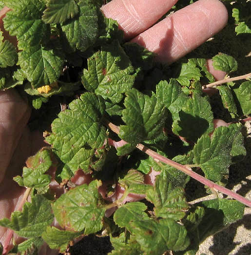 Detailed Picture 5 of Holodiscus discolor var. discolor