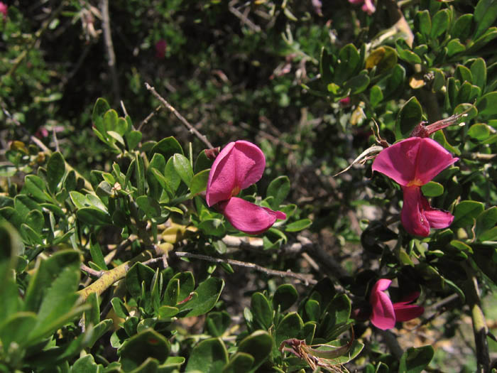 Detailed Picture 3 of Pickeringia montana var. montana