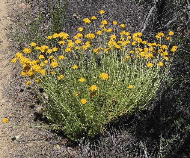 Detailed Picture 5 of Eriophyllum confertiflorum var. confertiflorum