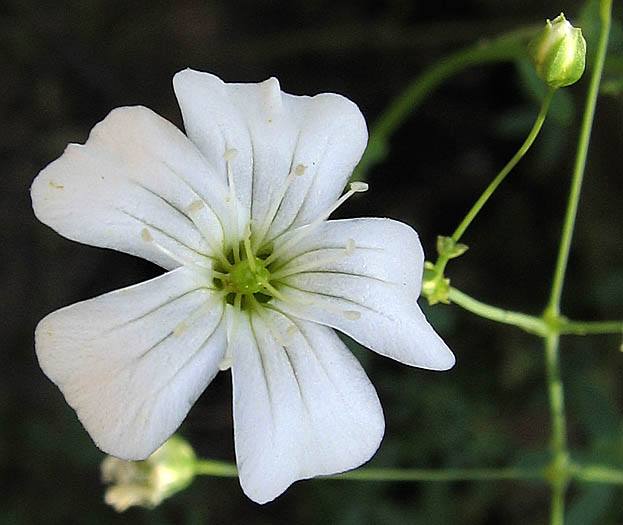 Detailed Picture 1 of Gypsophila elegans