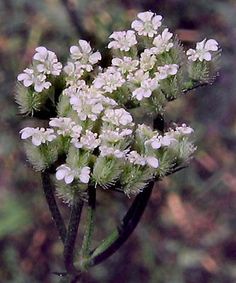 Detailed Picture 3 of Torilis arvensis