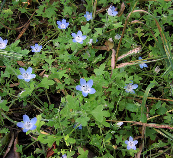 Detailed Picture 4 of Nemophila menziesii var. menziesii