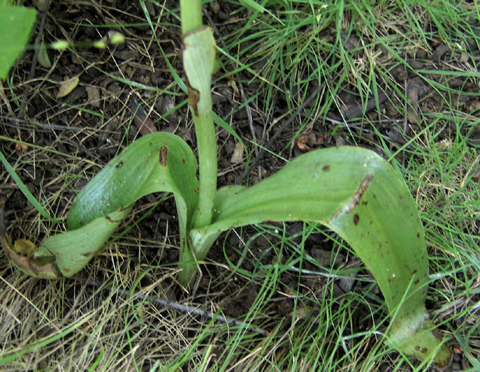 Detailed Picture 5 of Piperia unalascensis