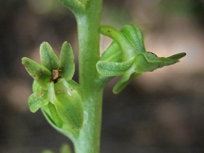 Detailed Picture 1 of Piperia unalascensis