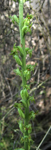 Detailed Picture 3 of Piperia unalascensis