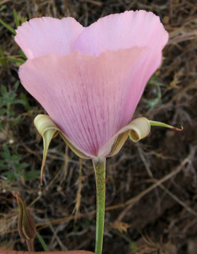 Detailed Picture 2 of Calochortus splendens