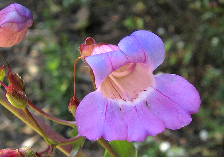 Detailed Picture 1 of Penstemon spectabilis var. subviscosus