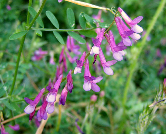 Detailed Picture 2 of Vicia villosa