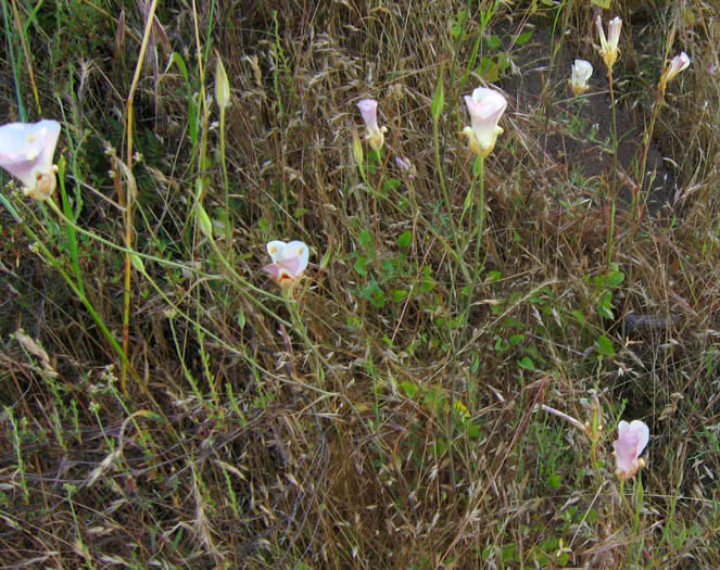 Detailed Picture 4 of Calochortus venustus