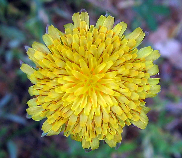 Detailed Picture 1 of Agoseris grandiflora var. grandiflora