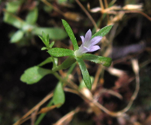 Detailed Picture 3 of Githopsis diffusa