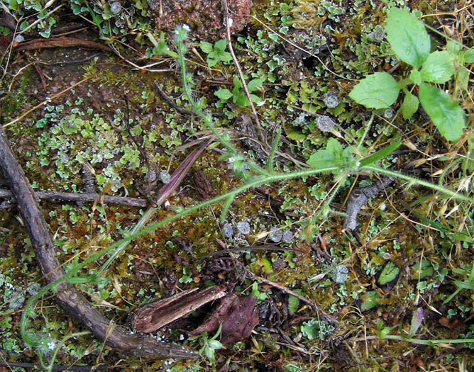 Detailed Picture 4 of Cryptantha microstachys