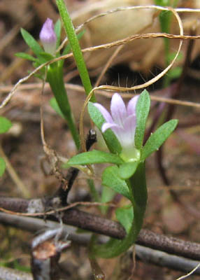 Detailed Picture 5 of Githopsis diffusa