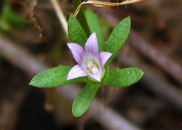 Detailed Picture 2 of Githopsis diffusa