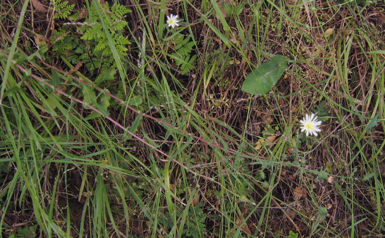 Detailed Picture 5 of Rafinesquia californica