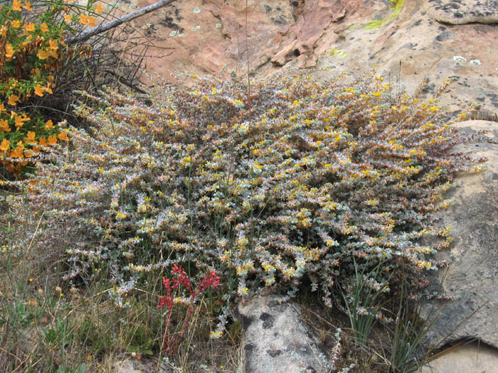 Detailed Picture 5 of Acmispon argophyllus var. argophyllus