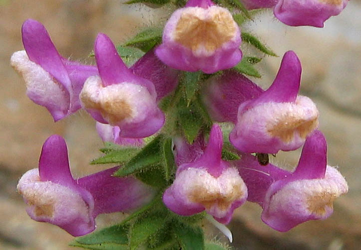 Detailed Picture 1 of Antirrhinum thompsonii