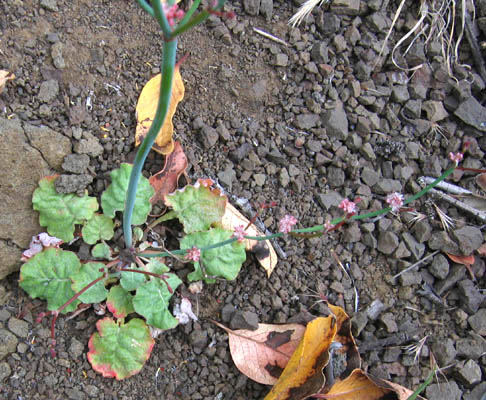 Detailed Picture 3 of Eriogonum cithariforme var. agninum