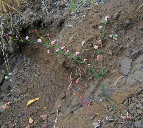 Detailed Picture 2 of Eriogonum cithariforme var. agninum