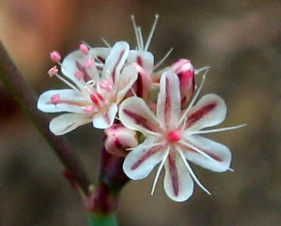 Detailed Picture 1 of Eriogonum cithariforme var. agninum