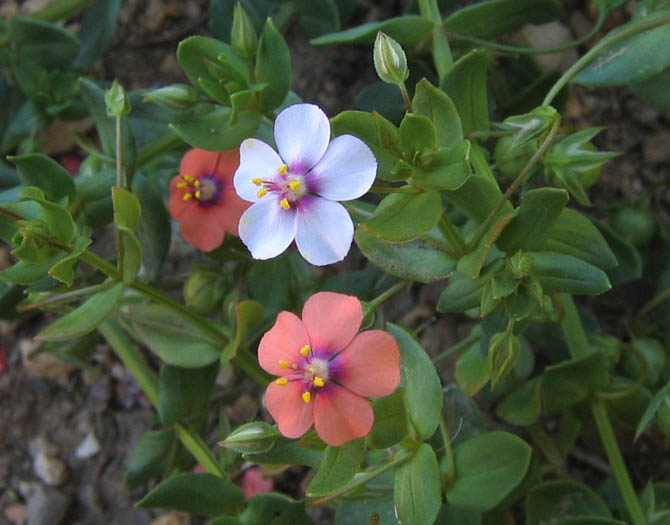 Detailed Picture 5 of Lysimachia arvensis