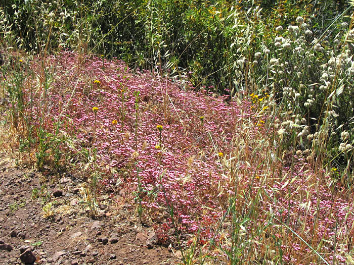 Detailed Picture 8 of Chorizanthe staticoides