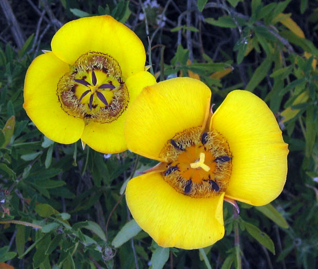 Detailed Picture 4 of Calochortus clavatus var. pallidus