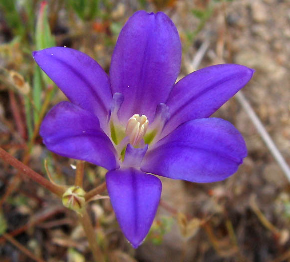 Detailed Picture 3 of Brodiaea terrestris ssp. kernensis