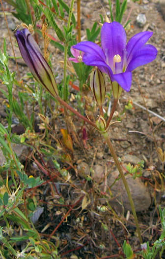 Detailed Picture 7 of Brodiaea terrestris ssp. kernensis