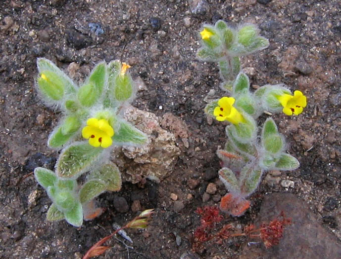 Detailed Picture 2 of Mimetanthe pilosa