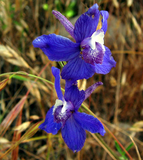 Detailed Picture 1 of Delphinium parryi ssp. parryi